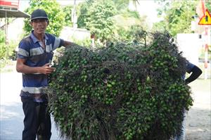 Thu lãi khủng, nông dân Quảng Ngãi đua nhau trồng cau