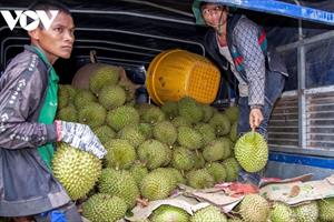 Sầu riêng đem về niềm vui hơn 1.000 tỷ đồng cho miền núi Khánh Hòa