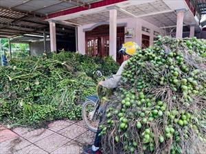 Quảng Ngãi: Giá cau tăng giảm thất thường