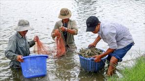 Ngành nuôi tôm cần “vượt khó” trong những tháng cuối năm