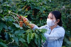 Cà phê Arabica Mường Ảng hồi sinh thành cây chủ lực