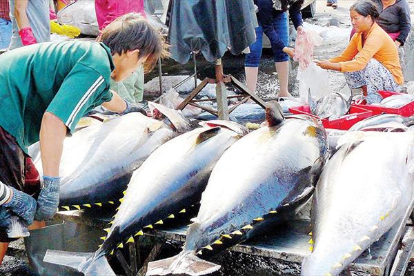 Năm 2050, Việt Nam trở thành quốc gia có nghề cá phát triển bền vững, hiện đại
