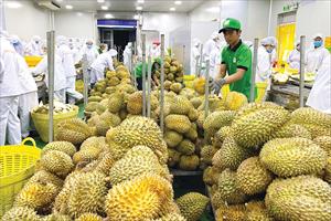 Để trái cây Việt tăng khả năng “thâm nhập” thị trường quốc tế