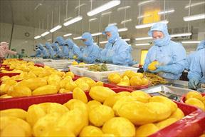 Xuất khẩu rau quả: Dư địa thị trường lớn, cần nâng cao chất lượng xứng tầm