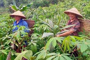 Phục hồi sản xuất sau thiên tai, đảm bảo đủ nguồn cung lương thực, thực phẩm dịp Tết