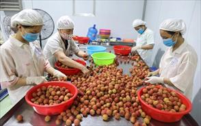 Cơ hội để nông sản Việt tham gia chuỗi cung ứng quốc tế
