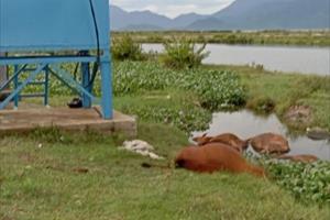Điện rò rỉ tại trạm bơm nước, giật chết 4 con bò của người dân ở TT- Huế