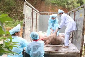Hải Phòng triển khai biện pháp phòng, chống dịch tả lợn châu Phi