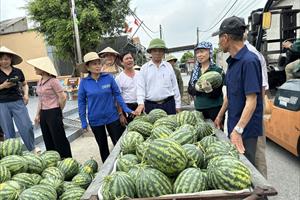 Hội Nông dân Hải Phòng đẩy mạnh phong trào thi đua sản xuất