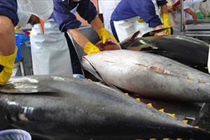 Xuất khẩu cá ngừ sang Nga tăng trưởng khả quan
