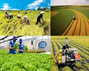 Lĩnh vực nông nghiệp giải ngân ngân vốn đầu tư công đạt 41,8% kế hoạch năm