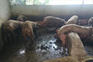 Khốn khổ vì ô nhiễm từ các chuồng trại chăn nuôi heo ở Lâm Đồng