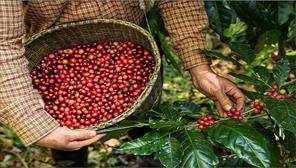 Giá cà phê tăng mạnh, xuất khẩu 5 tháng mang về 2,9 tỷ USD