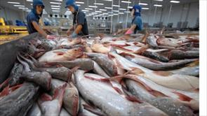 Tại sao xuất khẩu cá tra tháng 5 tăng kỷ lục?