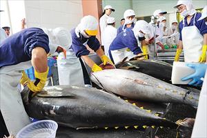 Xuất khẩu cá ngừ sang Italy tăng mạnh