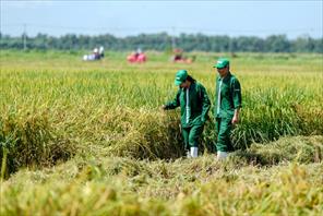 Có gì đặc biệt ở cánh đồng lúa ST25 “5 không” tại trang trại Vinamilk Green Farm?