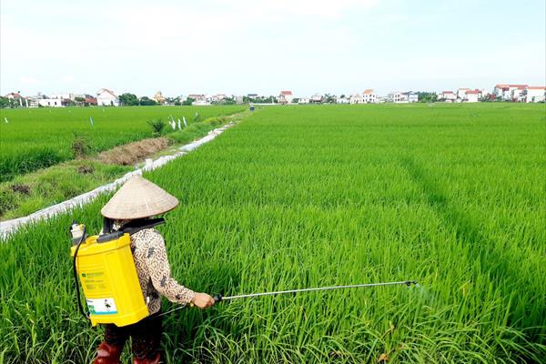 Đẩy mạnh ứng dụng IPHM trong sản xuất nông nghiệp