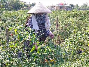 Tìm cách tiêu thụ ớt cho nông dân Tượng Sơn 