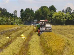 Giá lúa gạo khu vực ĐBSCL tiếp tục giảm
