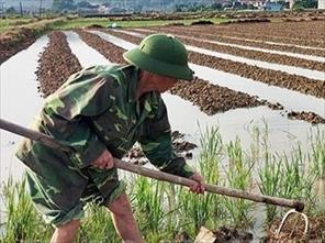 Tin NN ĐBSH: Mưa kéo dài làm chậm tiến độ sản xuất vụ đông   