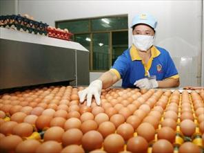 Giá trứng gà dao động ở mức 1.600 – 2.100 đồng/quả