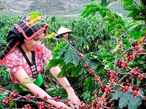 Sơn La xuất khẩu hơn 17.000 tấn cà phê trong 3 tháng qua