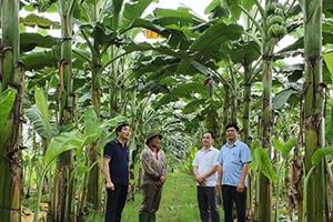 Tuyên Quang: Triển khai nhiều giải pháp nâng cao giá trị cây chuối