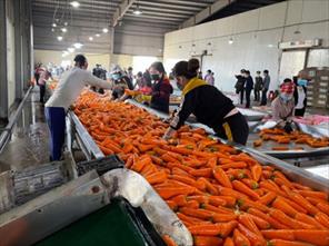 “Hộ chiếu” để nông sản Việt có chỗ đứng bền vững tại thị trường EU