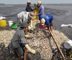 Nuôi nghêu ngày càng “bấp bênh”