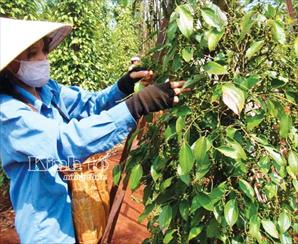 Hồ tiêu Tây Nguyên “cung” sắp vượt “cầu”