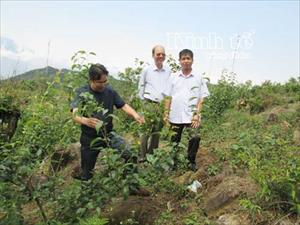 Hướng đi mới cho người dân vùng cao Lai Châu: Phát triển cây ăn quả ôn đới