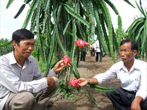 HLV Trà Vinh: Nhịp cầu bao tiêu sản phẩm cho hội viên