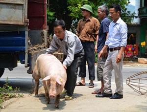 Tuyên Quang: Áp dụng kỹ thuật thụ tinh nhân tạo kết hợp thú y cộng đồng