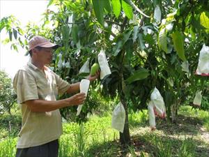 HLV Đồng Tháp: Cầu nối tiêu thụ nông sản