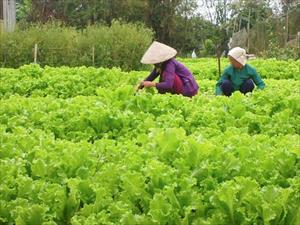 Triệu Phong mở rộng vùng chuyên canh rau an toàn