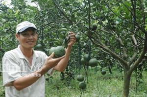 Châu Thành phát triển nông nghiệp theo chiều sâu