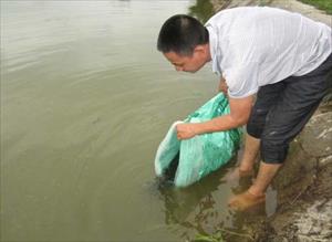 Bắc Giang: Nuôi cá rô phi VietGAP gắn với tiêu thụ sản phẩm