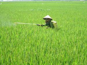 Cần Thơ: Đẩy mạnh áp dụng “3 giảm, 3 tăng” trong sản xuất lúa hàng hóa