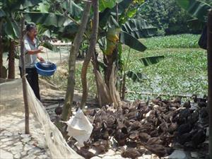 Hốt bạc nhờ nuôi thiên cầm