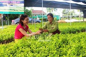 XDNTM ở Hà Tĩnh: Nhiều mô hình hiệu quả, cách làm sáng tạo