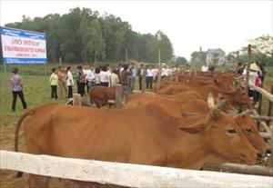 Dự án cải tạo chất lượng đàn bò địa phương bằng kỹ thuật thụ tinh nhân tạo ở Thái Nguyên: Cần nhân rộng
