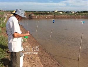 Trà Vinh: Nuôi cá kèo luân canh trong ao nuôi tôm