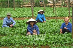 An toàn như rau Tự Nhiên