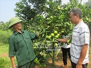 Cây cam Vinh ở Mường Lai