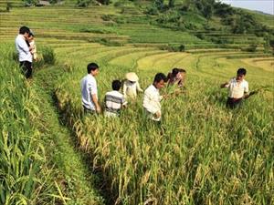 Lai Châu, liên kết sản xuất giống lúa đặc sản