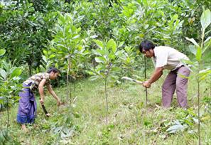 Nâng cao hiệu quả dịch vụ môi trường rừng: Thu đúng, thu đủ và minh bạch thu - chi