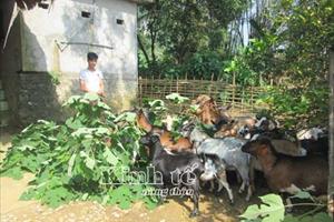 Hà Văn Triệu, thành công nhờ biết tận dụng lợi thế