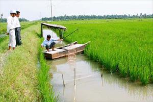 Kỹ thuật nuôi tôm trong ruộng lúa thích ứng với biến đổi khí hậu: Giải mặn, tích ngọt