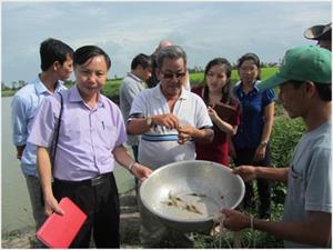 Áp dụng mô hình nuôi tôm càng xanh toàn đực - lúa: Hiệu quả kép