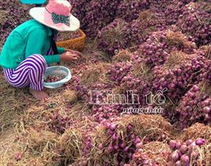 Bấp bênh hành tím Tân Điền